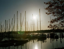 harbor morn